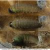 carch alceae praepupa11 volg